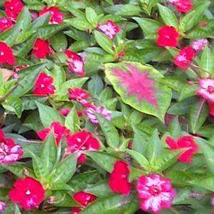 Meet your Posher, Claudette